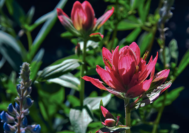 lupine and paintbrush